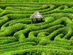 Labyrinthe de buis en Grande Bretagne